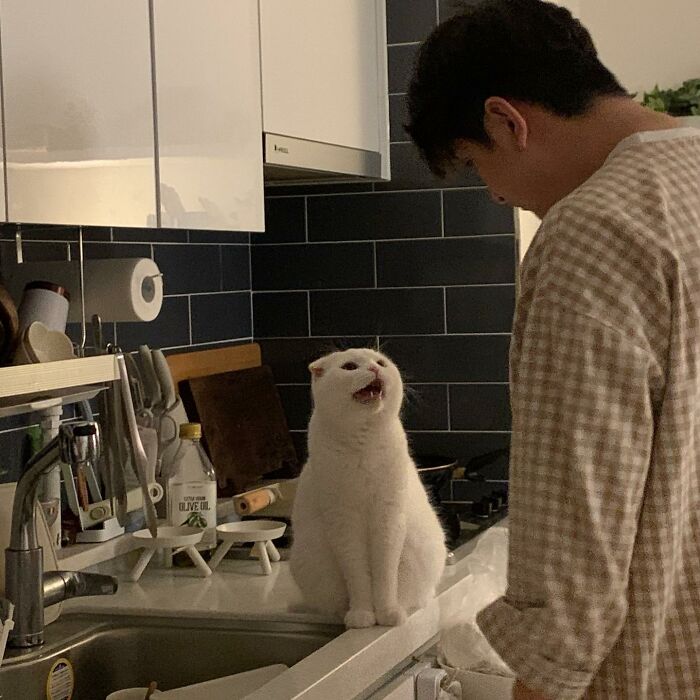 Este gato rechazó los intentos de su dueño de abrazarlo y se volvió viral en internet