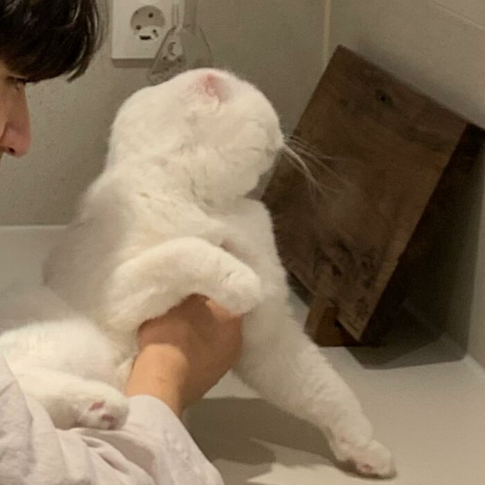Este gato rechazó los intentos de su dueño de abrazarlo y se volvió viral en internet