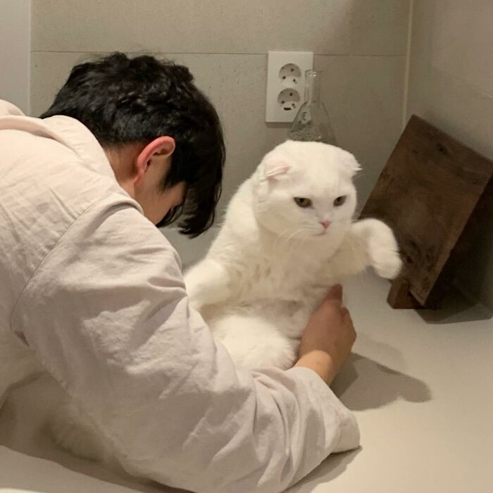 Este gato rechazó los intentos de su dueño de abrazarlo y se volvió viral en internet