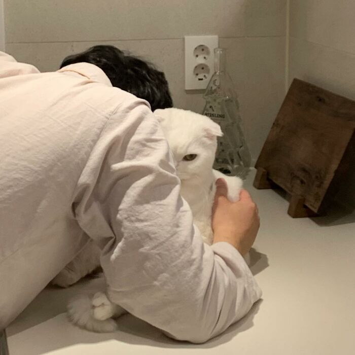 Este gato rechazó los intentos de su dueño de abrazarlo y se volvió viral en internet