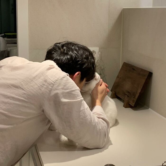 Este gato rechazó los intentos de su dueño de abrazarlo y se volvió viral en internet