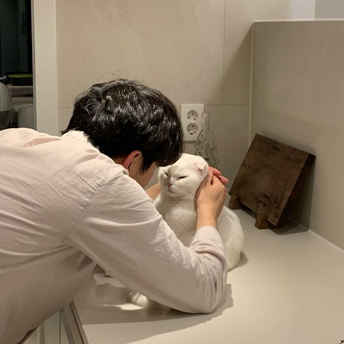 Este gato rechazó los intentos de su dueño de abrazarlo y se volvió viral en internet