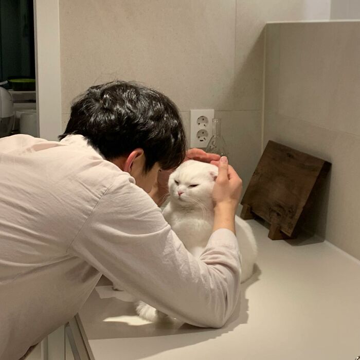 Este gato rechazó los intentos de su dueño de abrazarlo y se volvió viral en internet