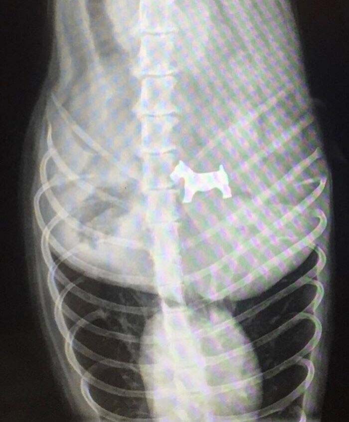 Hoy vino un perro al veterinario porque se comió una pieza del Monopoly