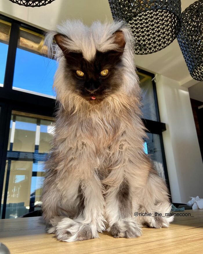 Este es Richie, un gato maine coon que se ha vuelto viral en redes sociales
