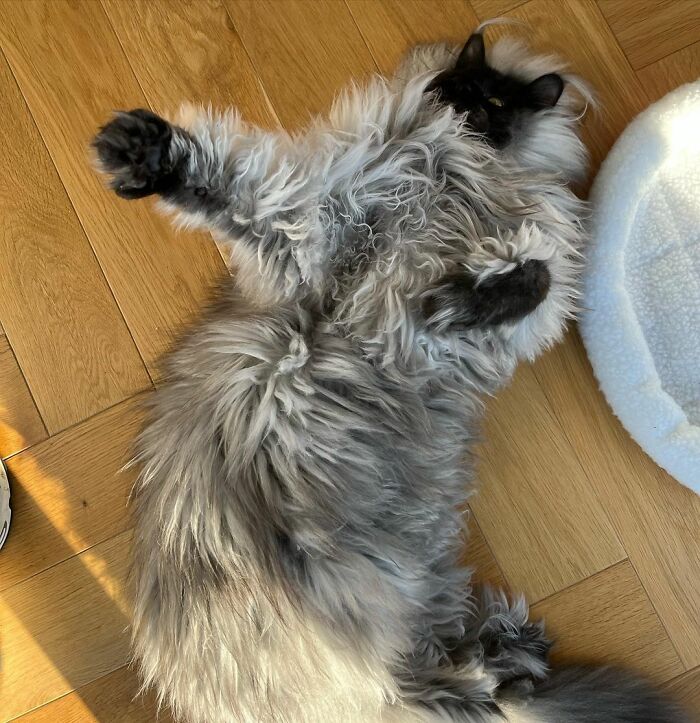 Este es Richie, un gato maine coon que se ha vuelto viral en redes sociales