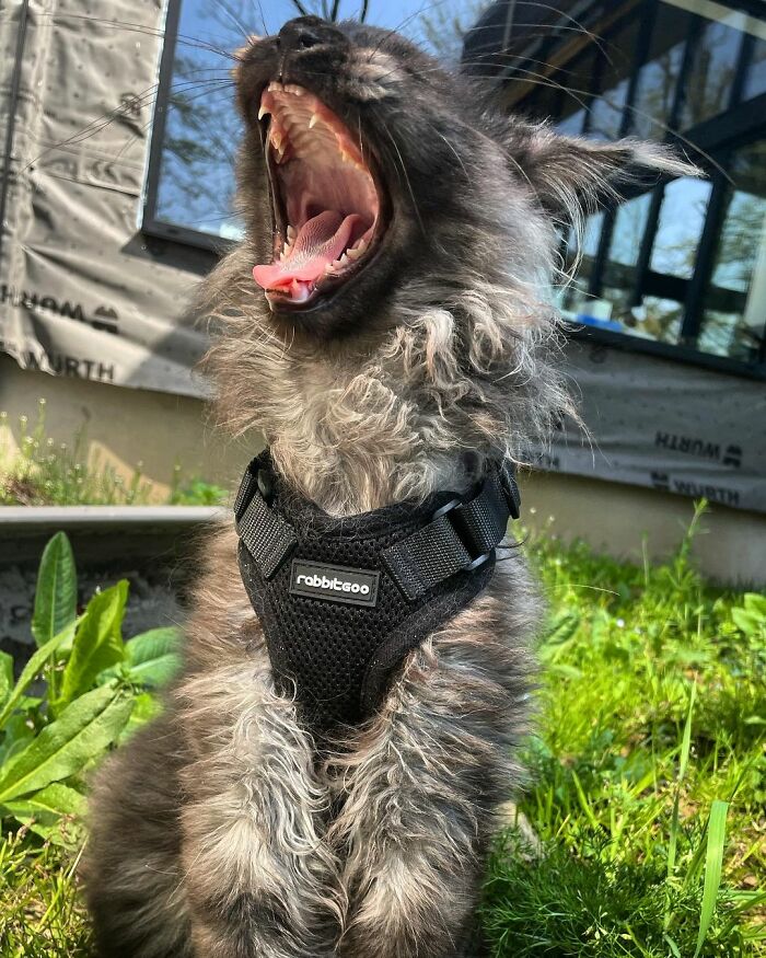 Este es Richie, un gato maine coon que se ha vuelto viral en redes sociales