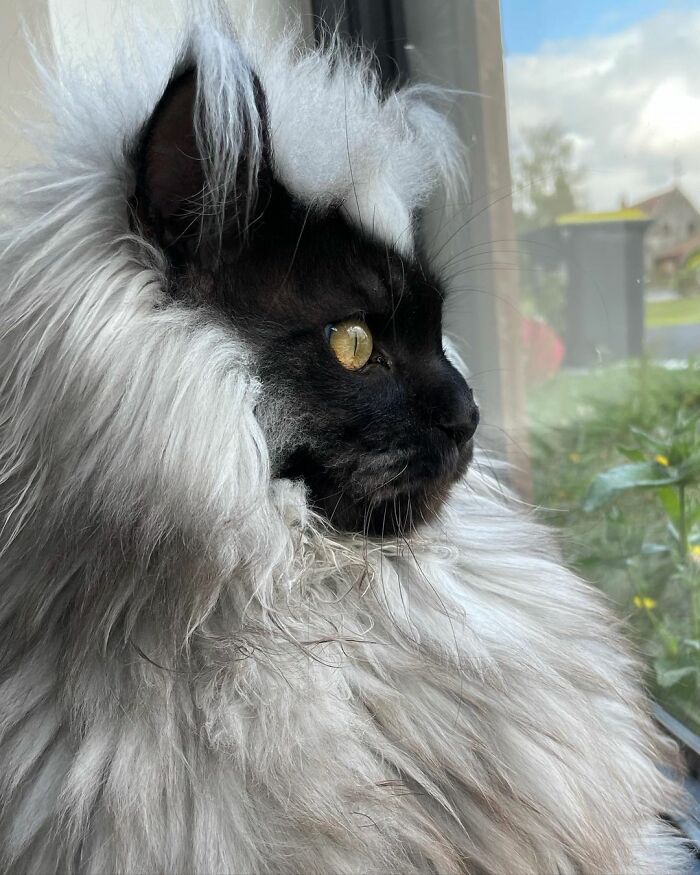 Este es Richie, un gato maine coon que se ha vuelto viral en redes sociales