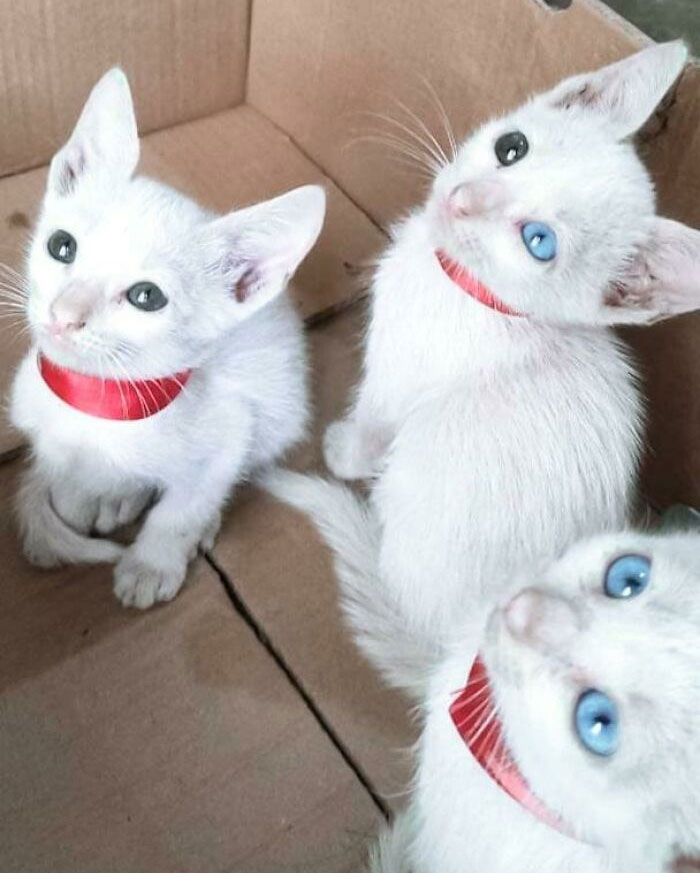 Conoce a los nuevos rescatados: Lulu, Luna y Nana