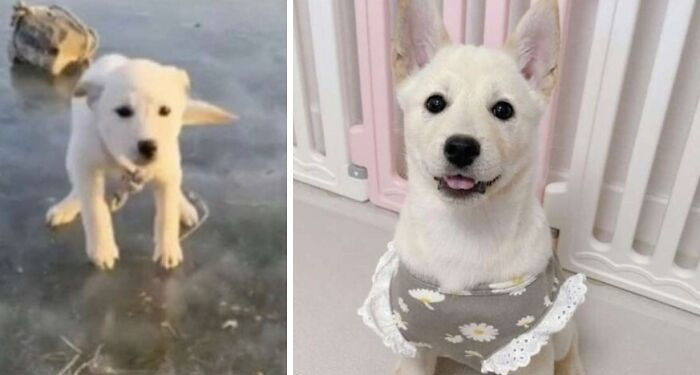 Un put* enfermo ató una roca a este perro y lo arrojó a un río congelado. El perro fue rescatado y encontró un buen hogar