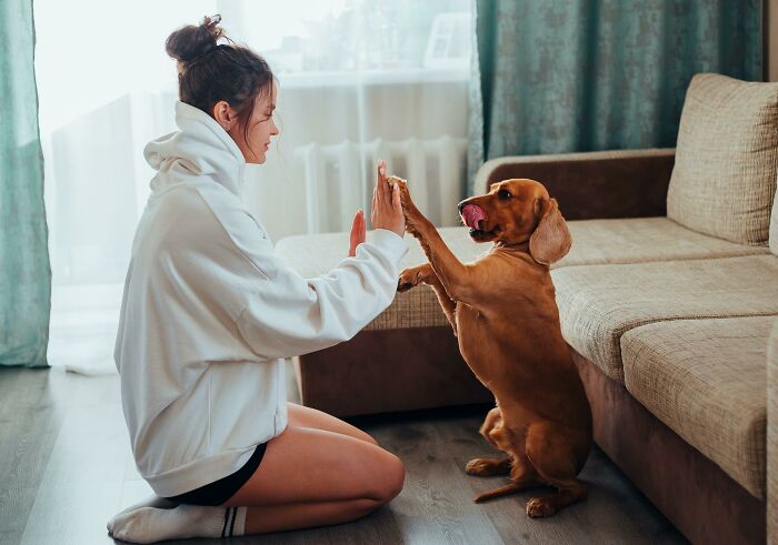 20 Cosas que los dueños de mascotas deberían saber, según los veterinarios