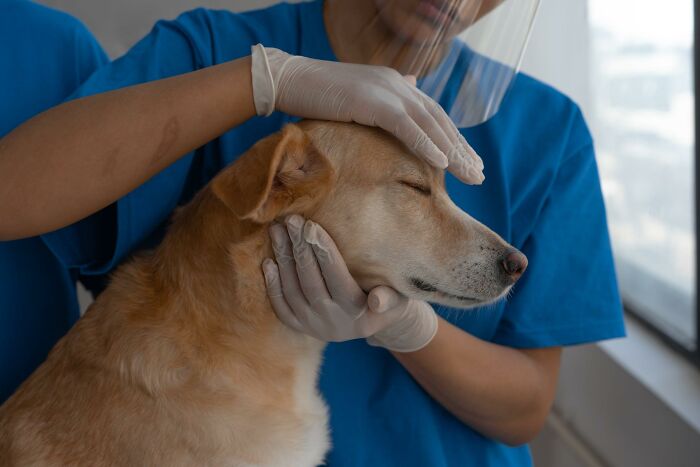 20 Cosas que los dueños de mascotas deberían saber, según los veterinarios