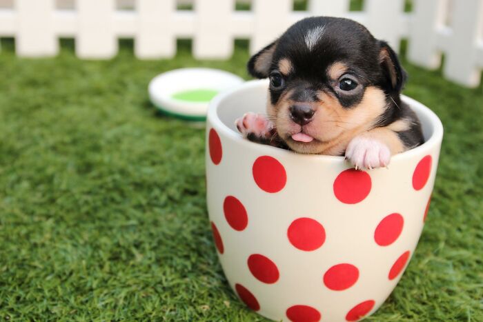 20 Cosas que los dueños de mascotas deberían saber, según los veterinarios