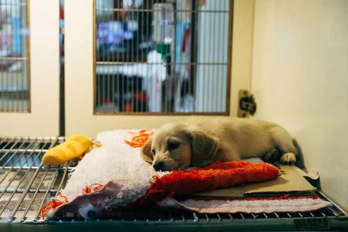 20 Cosas que los dueños de mascotas deberían saber, según los veterinarios