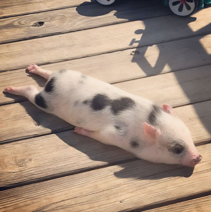 Cerdito tomando el sol