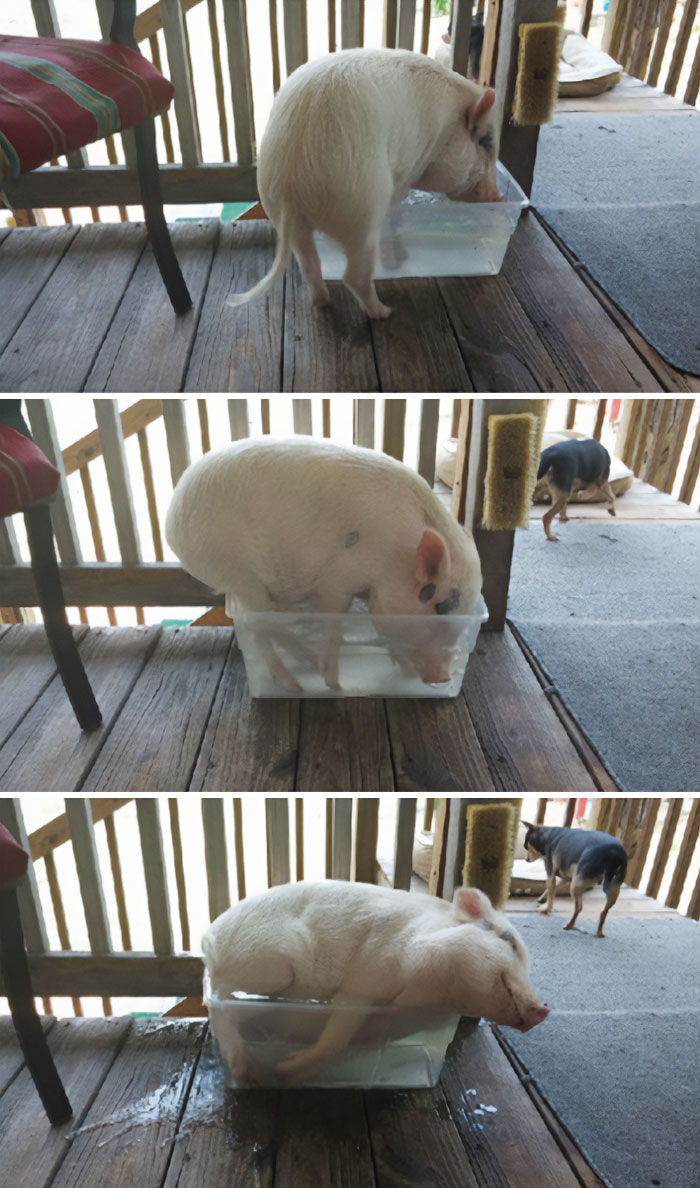 Un cerdo feliz
