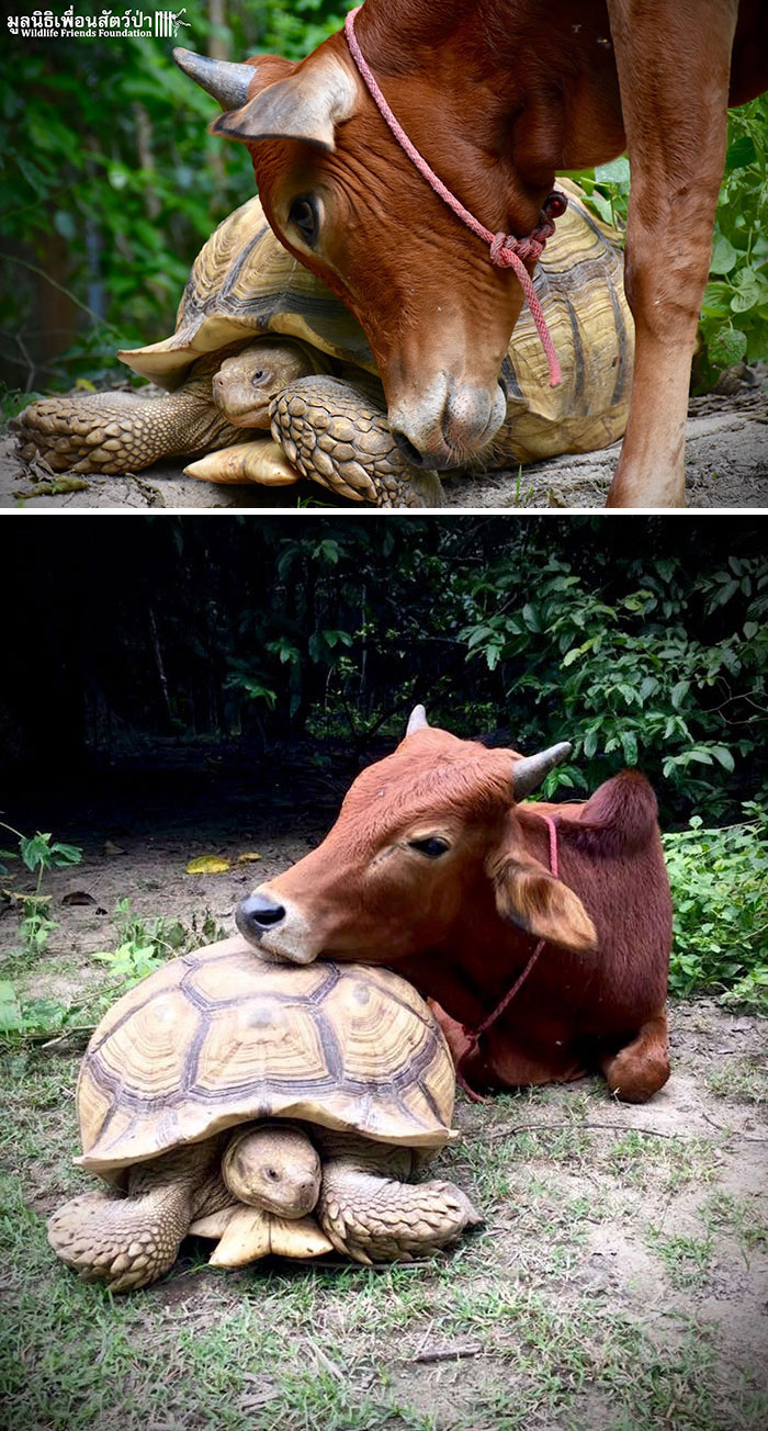 Se siguen mutuamente, comparten la comida y descansan juntas. Esperamos que su inusual amistad continue