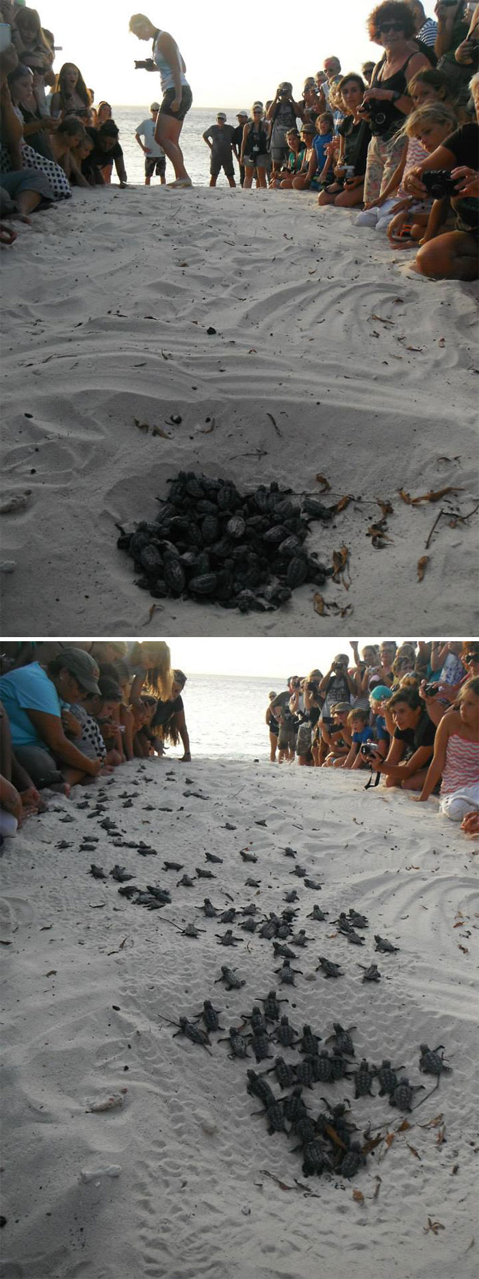 Voluntarios formando un muro humano para guiar a estas tortuguitas al mar