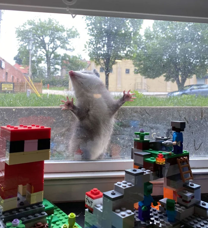 Creo que le gustan los Lego