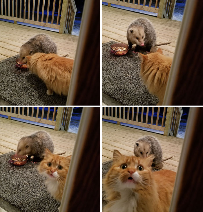 Esta zarigüeya intentó robarse la comida del gato y la reacción de este último no tiene precio