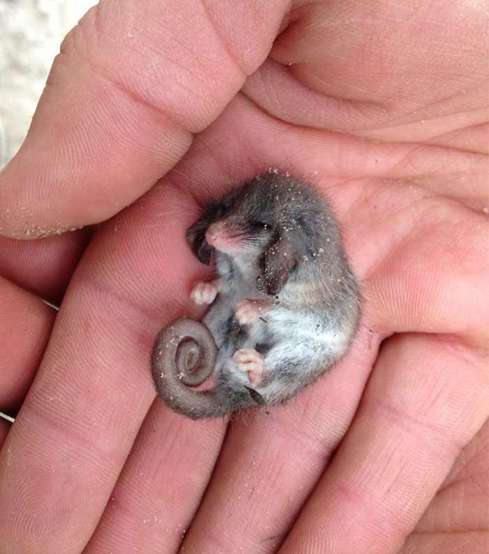 Una pequeña zarigüeya pigmea durmiendo la siesta