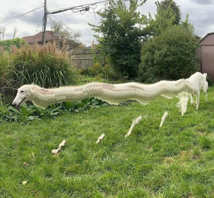 Un dragón captado en cámara 