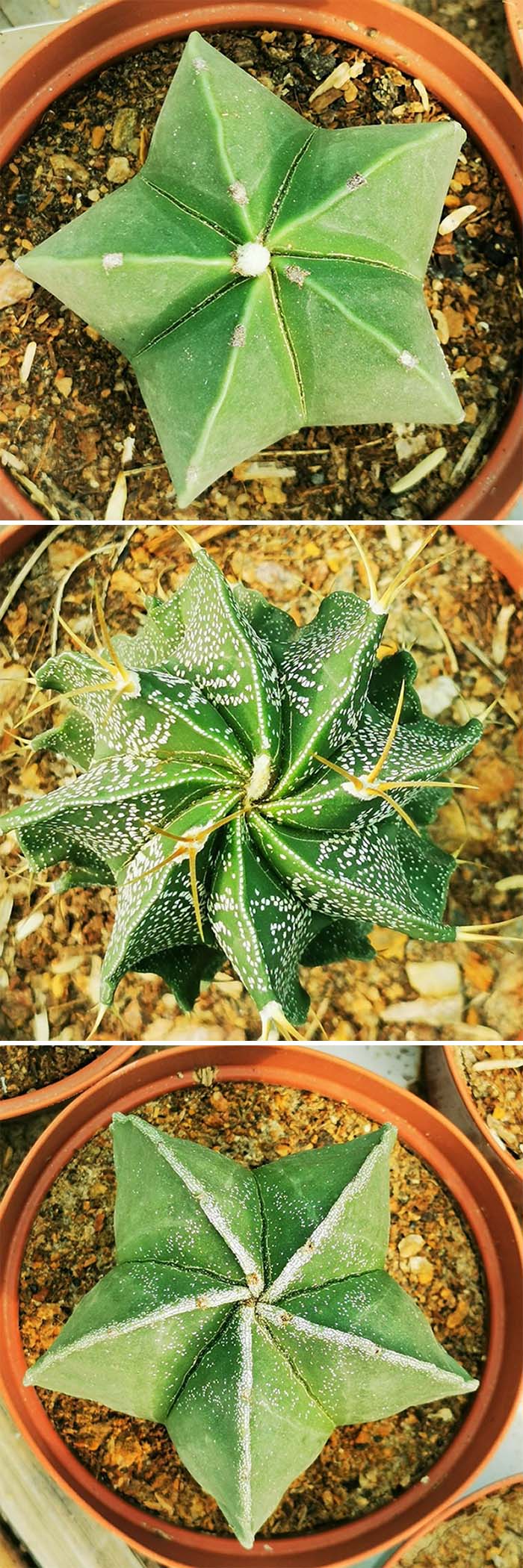 Astrophytum, me encanta