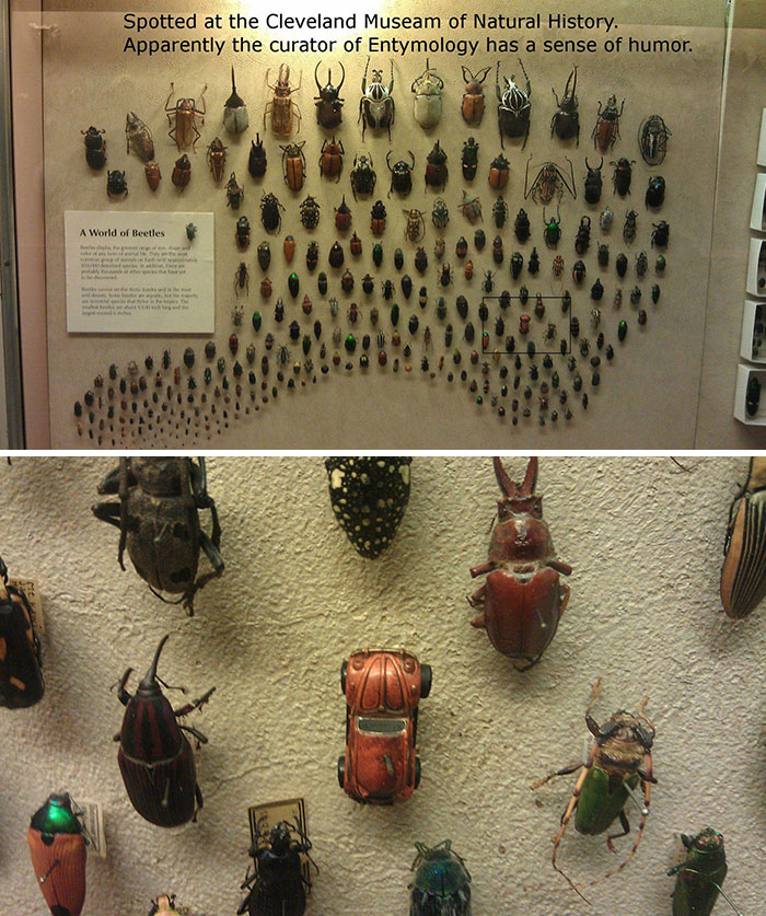 Visto en el museo de historia natural de Cleveland