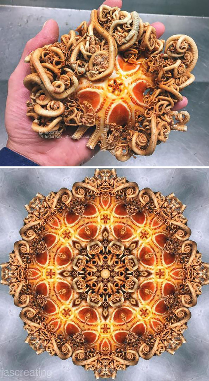 Los gorgonocefálidos son un tipo de estrellas de mar de la familia de los ofiuroideos