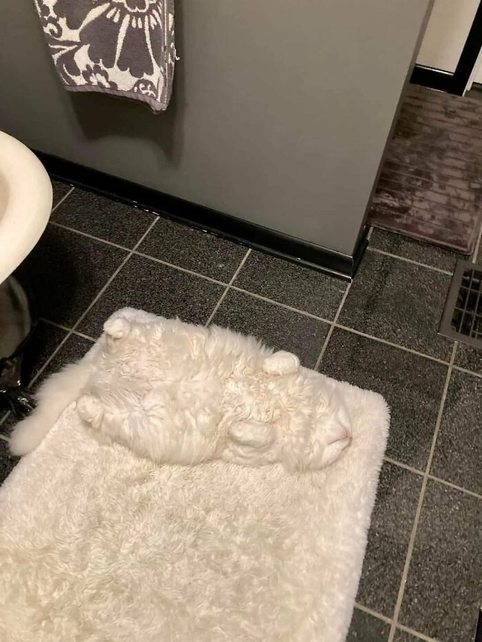 30 Cats Who Are The True Masters Of 'Hide And Seek' As Shared On This Twitter Page