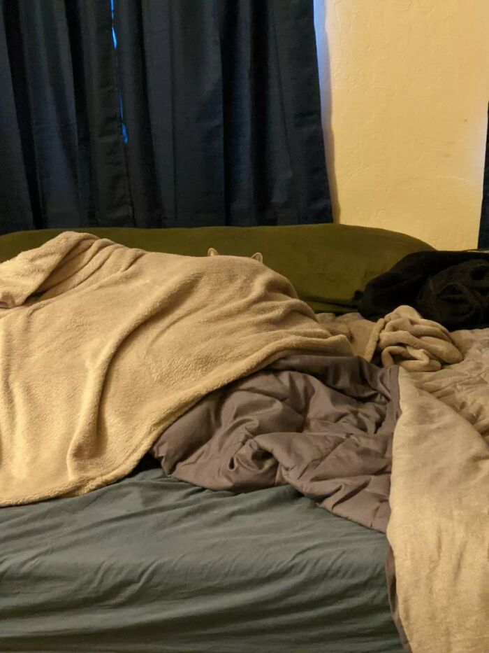 30 Cats Who Are The True Masters Of 'Hide And Seek' As Shared On This Twitter Page