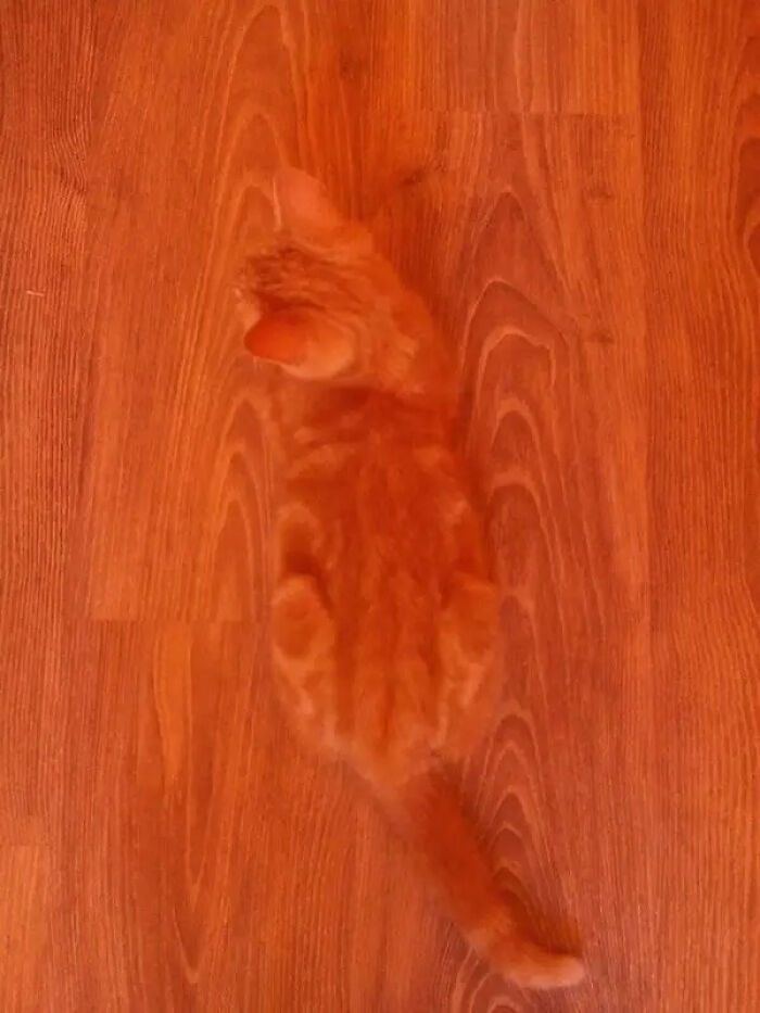 30 Cats Who Are The True Masters Of 'Hide And Seek' As Shared On This Twitter Page