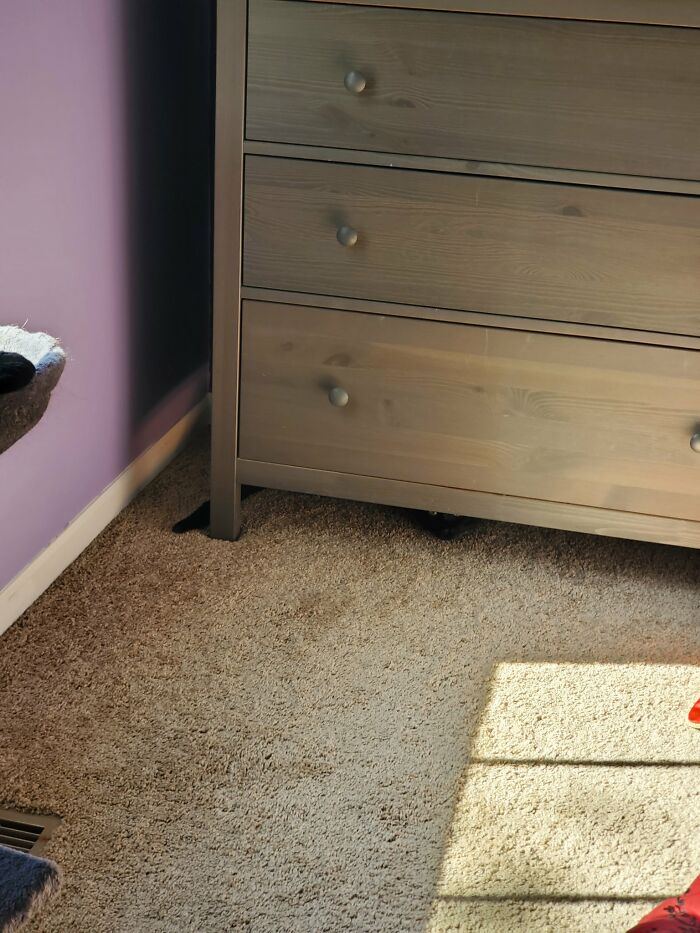 30 Cats Who Are The True Masters Of 'Hide And Seek' As Shared On This Twitter Page