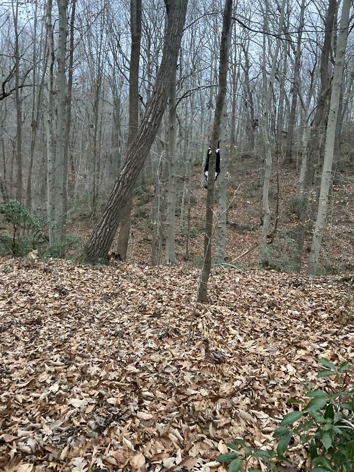 30 Cats Who Are The True Masters Of 'Hide And Seek' As Shared On This Twitter Page