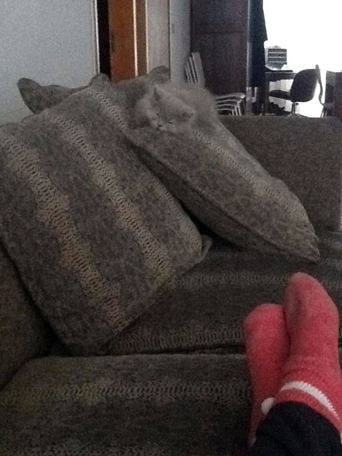 30 Cats Who Are The True Masters Of 'Hide And Seek' As Shared On This Twitter Page