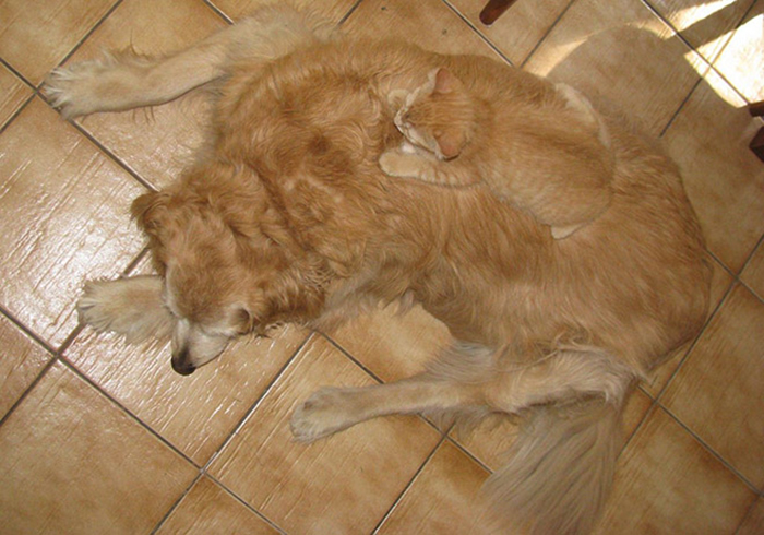 30 Cats Who Are The True Masters Of 'Hide And Seek' As Shared On This Twitter Page