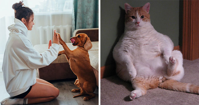 20 Cosas que los dueños de mascotas deberían saber, según los veterinarios