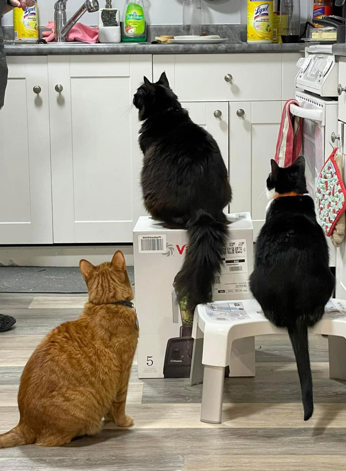 Tras una “guerra” de 2 semanas y media con 3 gatos, esta mujer contactó a Vitamix para pedirles cajas vacías que reemplazaran aquella que tomaron sus gatos