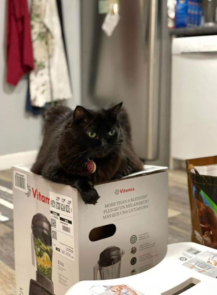 Tras una “guerra” de 2 semanas y media con 3 gatos, esta mujer contactó a Vitamix para pedirles cajas vacías que reemplazaran aquella que tomaron sus gatos