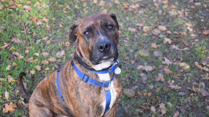 Este perro callejero llamado Luke no encuentra hogar por ser demasiado tímido, y el refugio le hizo una fiesta de adopción pero nadie se presentó