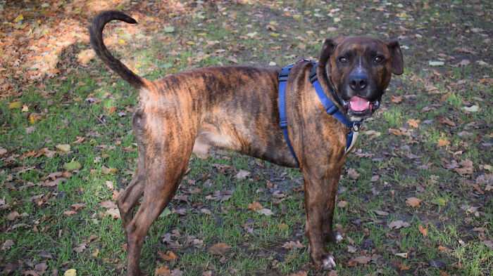 Este perro callejero llamado Luke no encuentra hogar por ser demasiado tímido, y el refugio le hizo una fiesta de adopción pero nadie se presentó