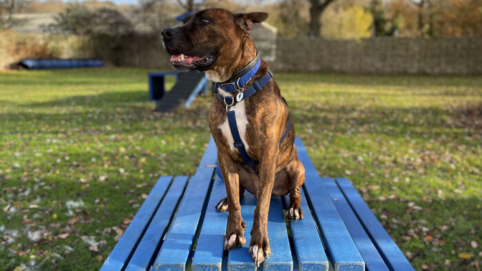 Este perro callejero llamado Luke no encuentra hogar por ser demasiado tímido, y el refugio le hizo una fiesta de adopción pero nadie se presentó