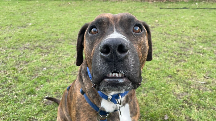 Este perro callejero llamado Luke no encuentra hogar por ser demasiado tímido, y el refugio le hizo una fiesta de adopción pero nadie se presentó