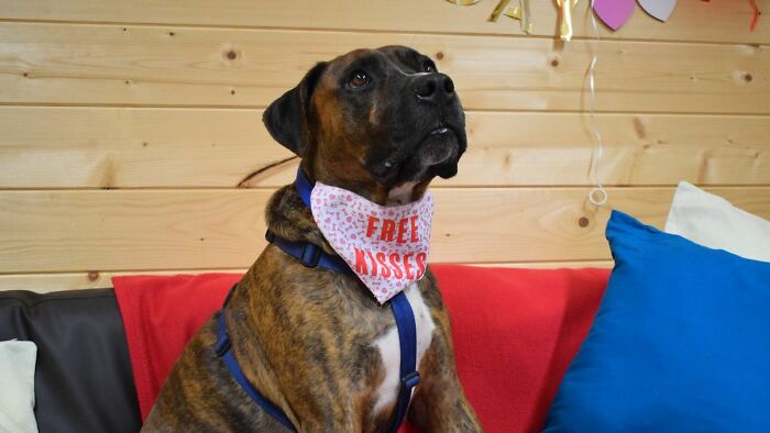 Este perro callejero llamado Luke no encuentra hogar por ser demasiado tímido, y el refugio le hizo una fiesta de adopción pero nadie se presentó