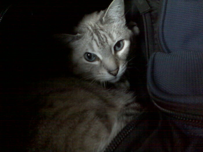 Balas y un gato