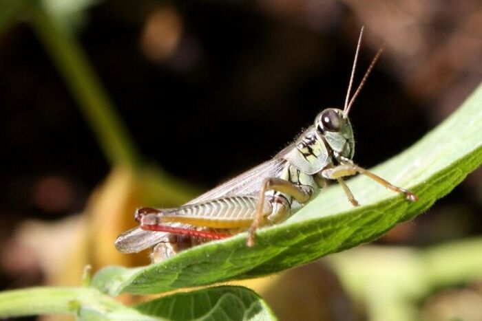 Saltamontes