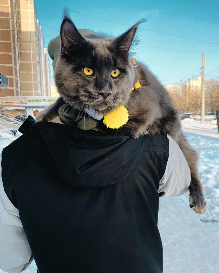 Este es Vincent, un gato Maine Coon que parece una pantera y actúa como un perro
