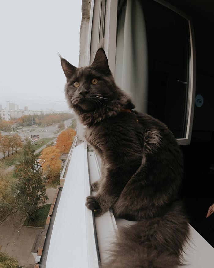 Este es Vincent, un gato Maine Coon que parece una pantera y actúa como un perro