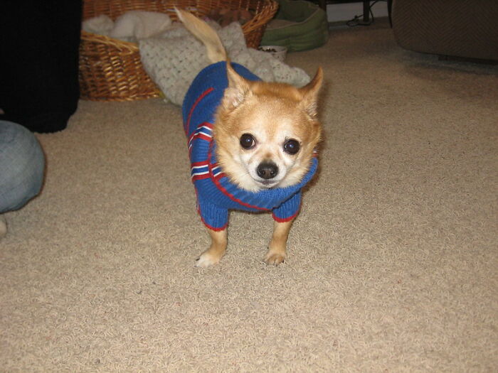 Un chihuahua
