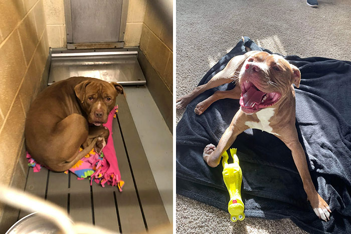 Kris antes y después de adoptarlo